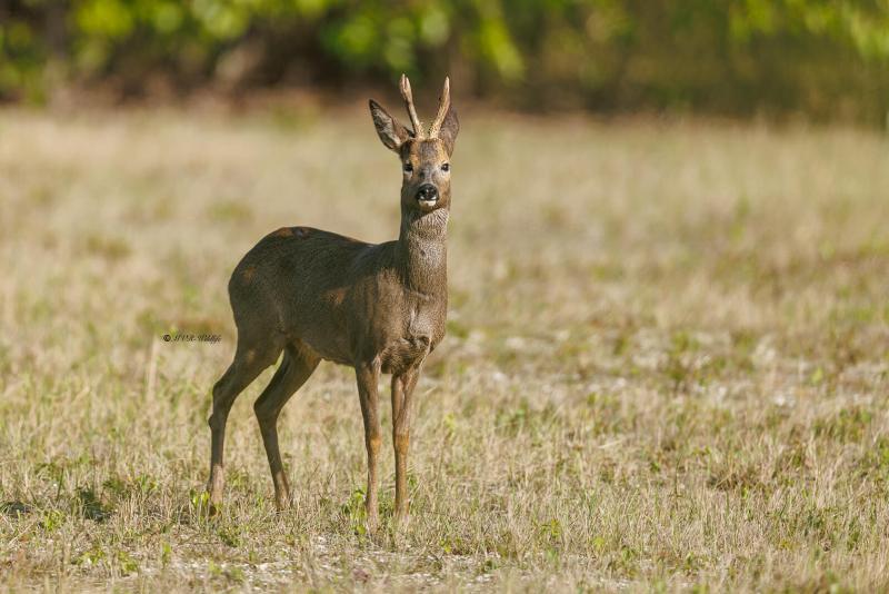 0N0A4760-Ree-European-Roe-Deer-Reh-Chevreuil-europeen-Corzo_1