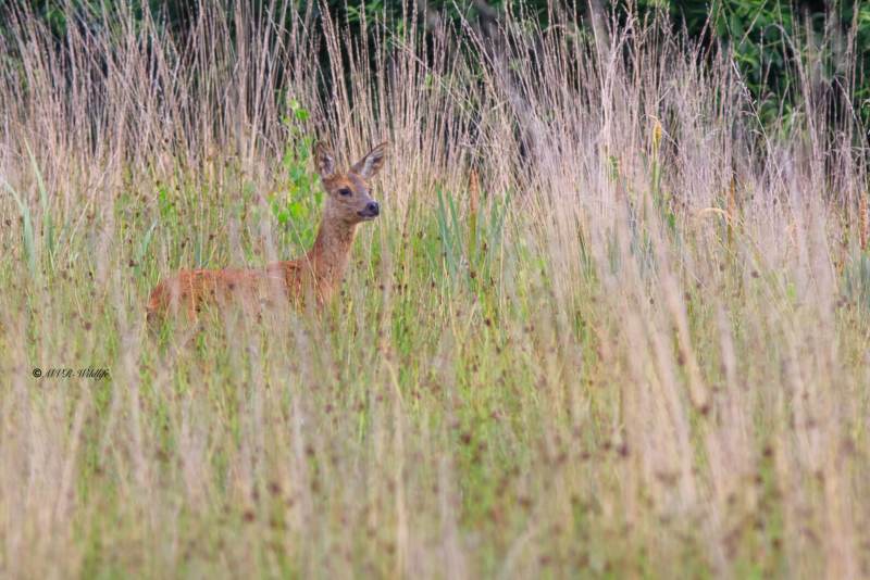 B65A4583-Ree-European-Roe-Deer-Reh-Chevreuil-europeen-Corzo_1