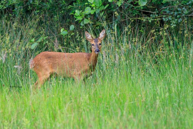 B65A4610-Ree-European-Roe-Deer-Reh-Chevreuil-europeen-Corzo_1