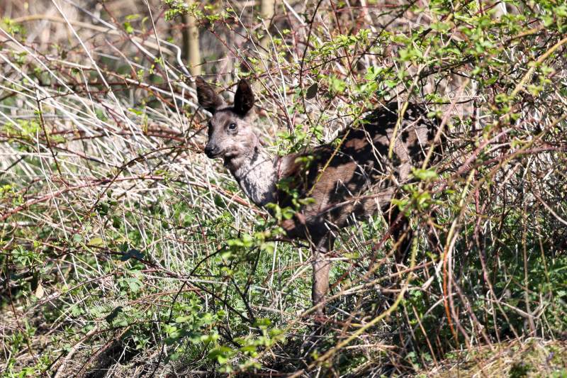BR8A7836-Ree-European-Roe-Deer-Reh-Chevreuil-europeen-Corzo_1