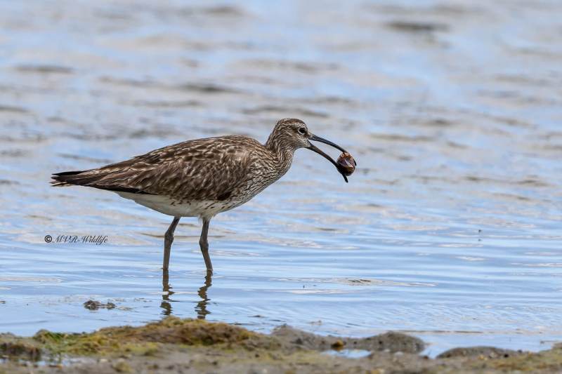 BR8A4995-Regenwulp-Numenius-phaeopus-Eurasian-Whimbrel-Regenbrachvogel-Courlis-corlieu-Zarapito-trinador_1