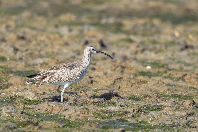 BR8A5326-Regenwulp-Numenius-phaeopus-Eurasian-Whimbrel-Regenbrachvogel-Courlis-corlieu-Zarapito-trinador_1