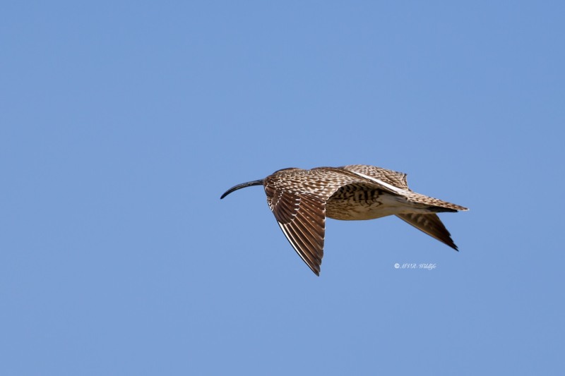 BR8A6681-Regenwulp-Numenius-phaeopus-Eurasian-Whimbrel-Regenbrachvogel-Courlis-corlieu-Zarapito-trinador_1