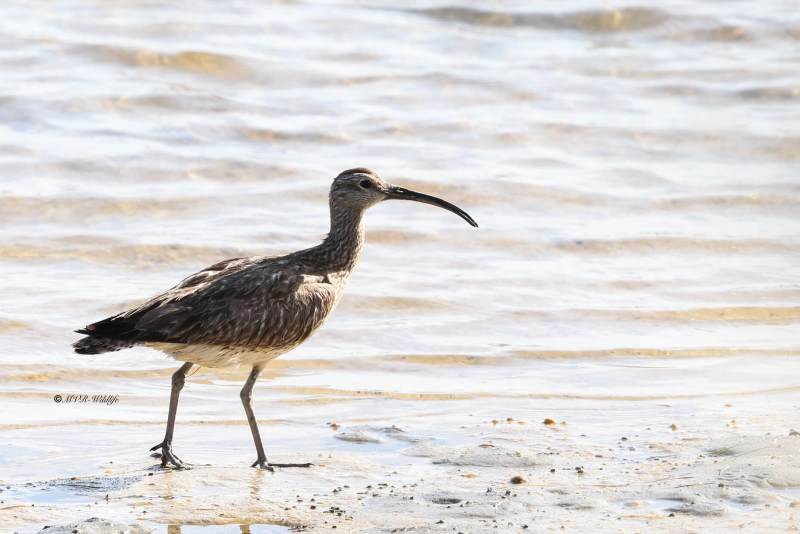 BR8A6875-Regenwulp-Numenius-phaeopus-Eurasian-Whimbrel-Regenbrachvogel-Courlis-corlieu-Zarapito-trinador_1
