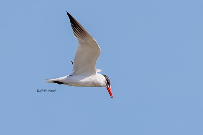 BR8A6984-Reuzenstern-Hydroprogne-caspia-Caspian-Tern-Raubseeschwalbe-Sterne-caspienne-Pagaza-piquirroja_1