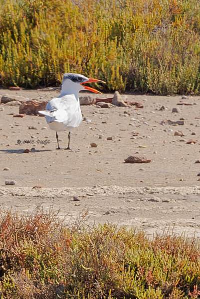 BR8A7165-Reuzenstern-Hydroprogne-caspia-Caspian-Tern-Raubseeschwalbe-Sterne-caspienne-Pagaza-piquirroja_1