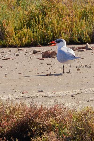 BR8A7178-Reuzenstern-Hydroprogne-caspia-Caspian-Tern-Raubseeschwalbe-Sterne-caspienne-Pagaza-piquirroja_1