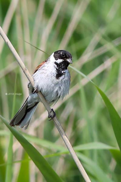 B65A2048-Rietgors-Reed-Bunting-Rohrammer-Bruant-des-roseaux-Escribano-palustre_1