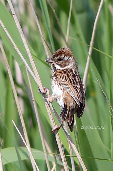 B65A2066-Rietgors-Reed-Bunting-Rohrammer-Bruant-des-roseaux-Escribano-palustre_1