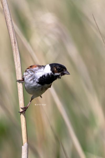B65A6425-Rietgors-Reed-Bunting-Rohrammer-Bruant-des-roseaux-Escribano-palustre_1