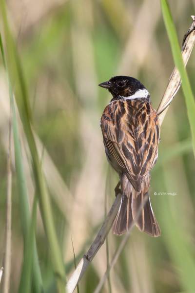 B65A6451-Rietgors-Reed-Bunting-Rohrammer-Bruant-des-roseaux-Escribano-palustre_1