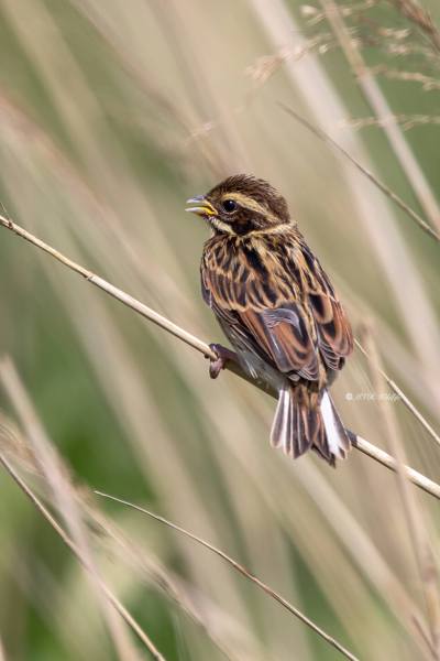 B65A6513-Rietgors-Reed-Bunting-Rohrammer-Bruant-des-roseaux-Escribano-palustre_1