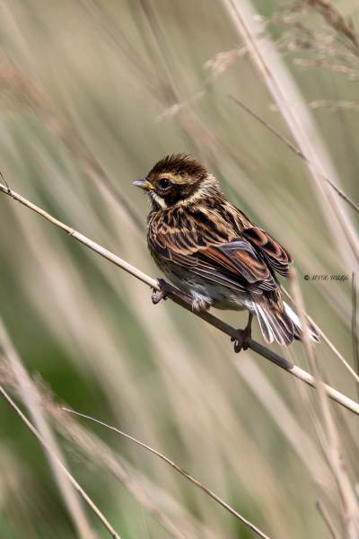 B65A6525-Rietgors-Reed-Bunting-Rohrammer-Bruant-des-roseaux-Escribano-palustre_1