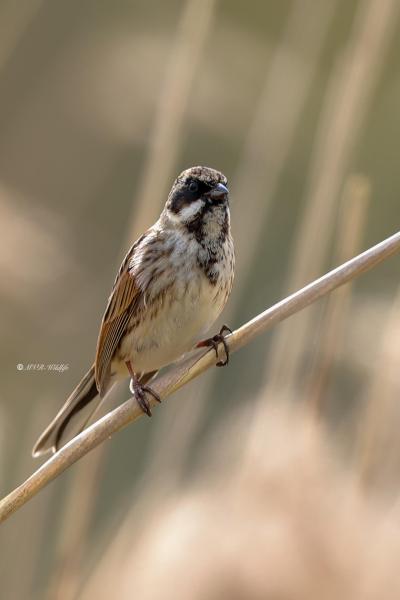 B65A9628-Rietgors-Reed-Bunting-Rohrammer-Bruant-des-roseaux-Escribano-palustre_1