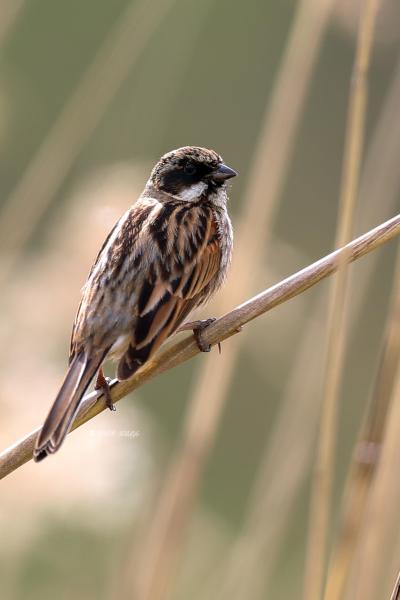 B65A9641-Rietgors-Reed-Bunting-Rohrammer-Bruant-des-roseaux-Escribano-palustre_1