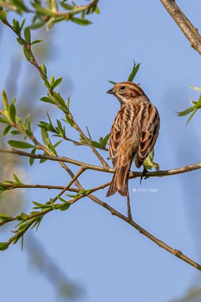 BR8A5362-Rietgors-Reed-Bunting-Rohrammer-Bruant-des-roseaux-Escribano-palustre_1
