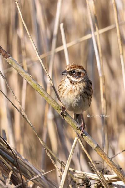 BR8A7195-Rietgors-Reed-Bunting-Rohrammer-Bruant-des-roseaux-Escribano-palustre_1