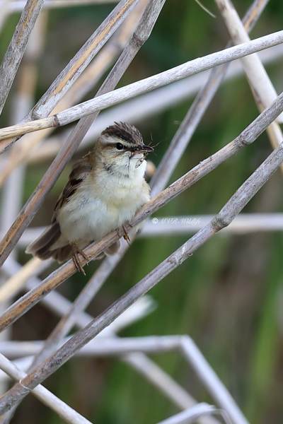 B65A3107-Rietzanger-Sedge-Warbler-Schilfrohrsanger-Phragmite-des-joncs-Carricerin-comun_1