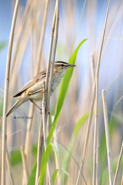 B65A3174-Rietzanger-Sedge-Warbler-Schilfrohrsanger-Phragmite-des-joncs-Carricerin-comun_1