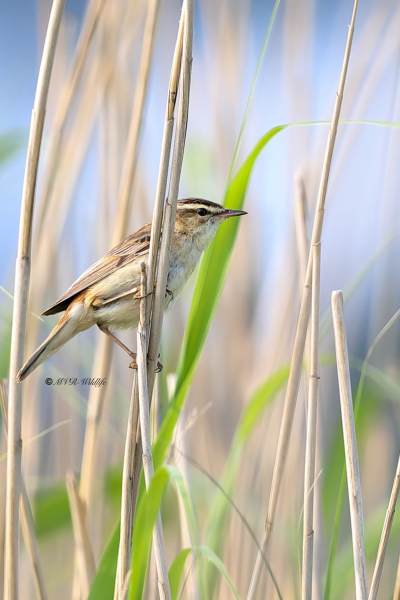B65A3174-Rietzanger-Sedge-Warbler-Schilfrohrsanger-Phragmite-des-joncs-Carricerin-comun_1