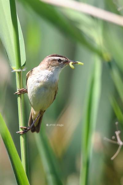 B65A8295-Rietzanger-Sedge-Warbler-Schilfrohrsanger-Phragmite-des-joncs-Carricerin-comun_1