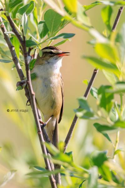 BR8A0107-Rietzanger-Sedge-Warbler-Schilfrohrsanger-Phragmite-des-joncs-Carricerin-comun_1