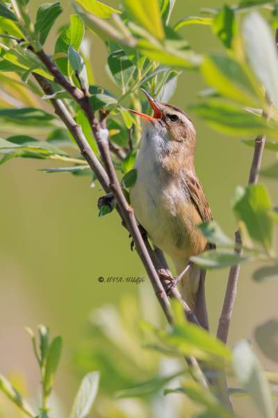BR8A0115-Rietzanger-Sedge-Warbler-Schilfrohrsanger-Phragmite-des-joncs-Carricerin-comun_1