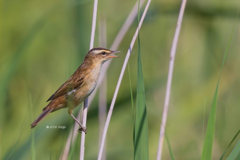 BR8A0226-Rietzanger-Sedge-Warbler-Schilfrohrsanger-Phragmite-des-joncs-Carricerin-comun_1