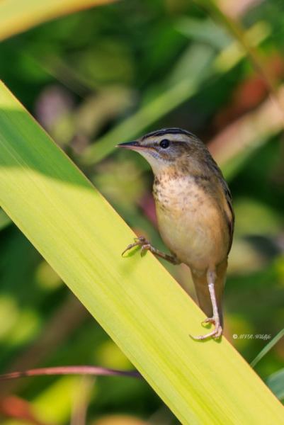 BR8A0233-Rietzanger-Sedge-Warbler-Schilfrohrsanger-Phragmite-des-joncs-Carricerin-comun_1