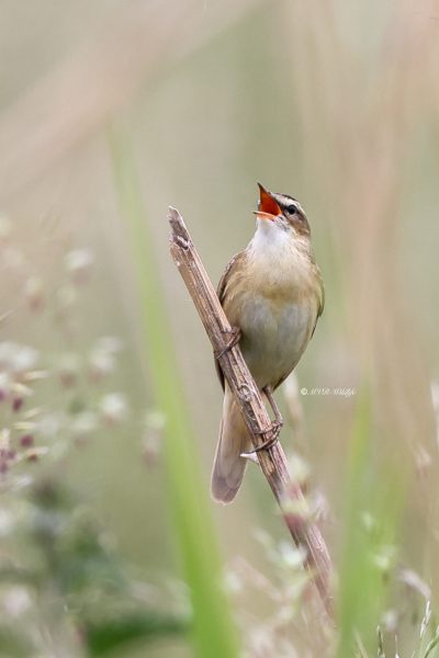BR8A1489-Rietzanger-Sedge-Warbler-Schilfrohrsanger-Phragmite-des-joncs-Carricerin-comun_1