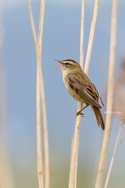 BR8A1700-Rietzanger-Sedge-Warbler-Schilfrohrsanger-Phragmite-des-joncs-Carricerin-comun_1