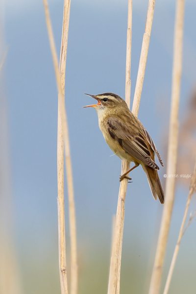 BR8A1700-Rietzanger-Sedge-Warbler-Schilfrohrsanger-Phragmite-des-joncs-Carricerin-comun_1