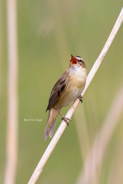 BR8A1714-Rietzanger-Sedge-Warbler-Schilfrohrsanger-Phragmite-des-joncs-Carricerin-comun_1