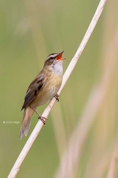 BR8A1716-Rietzanger-Sedge-Warbler-Schilfrohrsanger-Phragmite-des-joncs-Carricerin-comun_1