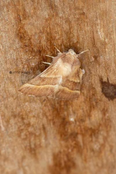 5X8A4827-Ringelrups-Malacosoma-neustria-Lackey-Moth-Ringelspinner-Livree-des-arbres