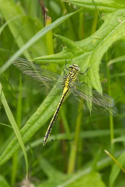 5X8A3029-Rivierrombout-Stylurus-flavipes-Yellow-legged-Clubtail-Eurasische-Keulenjungfer-Gomphe-a-pattes-jaunes-Gomphus-flavipes