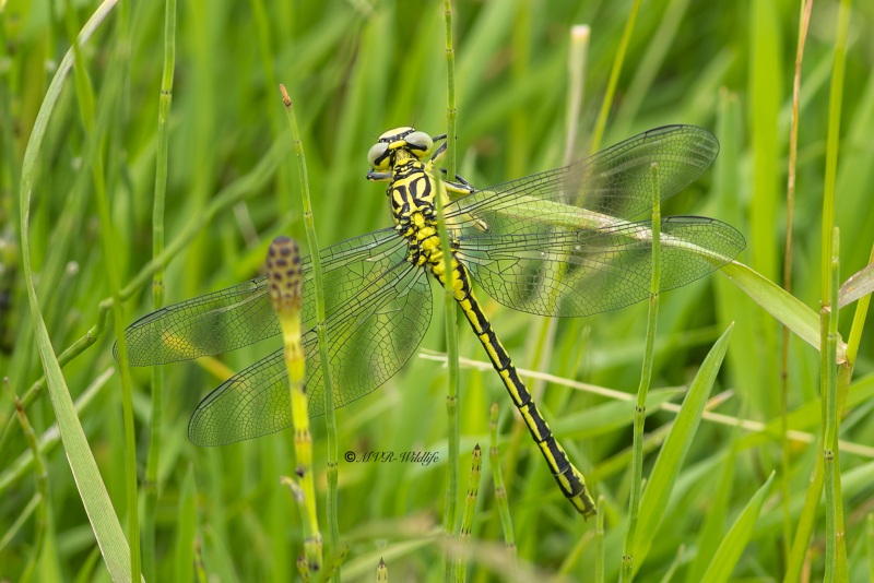 5X8A3053-Rivierrombout-Stylurus-flavipes-Yellow-legged-Clubtail-Eurasische-Keulenjungfer-Gomphe-a-pattes-jaunes-Gomphus-flavipes