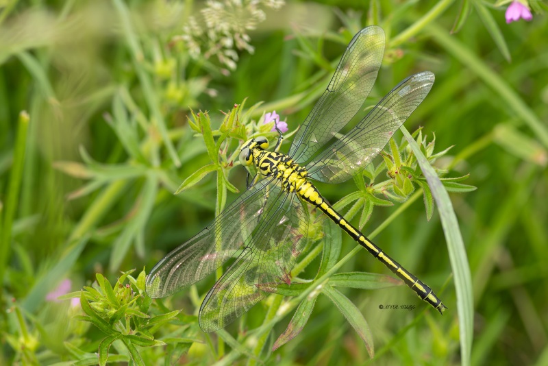 5X8A3081-Rivierrombout-Stylurus-flavipes-Yellow-legged-Clubtail-Eurasische-Keulenjungfer-Gomphe-a-pattes-jaunes-Gomphus-flavipes