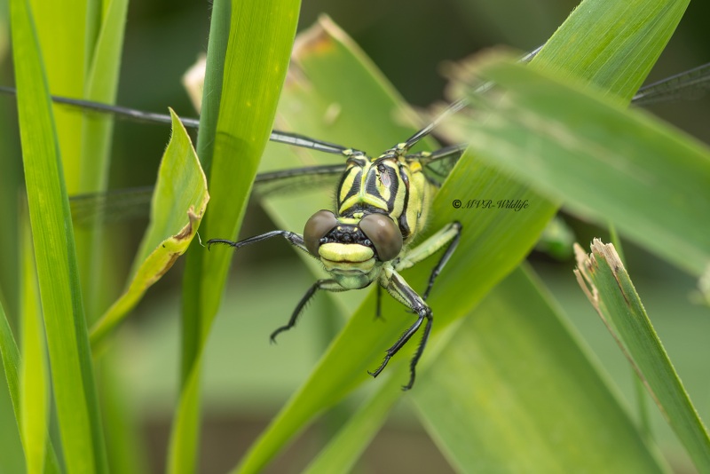 5X8A3125-Rivierrombout-Stylurus-flavipes-Yellow-legged-Clubtail-Eurasische-Keulenjungfer-Gomphe-a-pattes-jaunes-Gomphus-flavipes