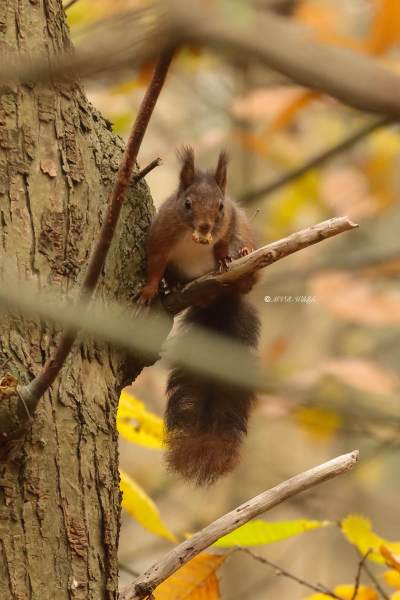 177A0070-Rode-eekhoorn-Eurasian-Red-Squirrel-Eurasisches-Eichhornchen-Ecureuil-roux-Ardilla-roja_1