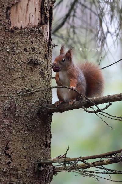 B65A5361-Rode-eekhoorn-Eurasian-Red-Squirrel-Eurasisches-Eichhornchen-Ecureuil-roux-Ardilla-roja_1