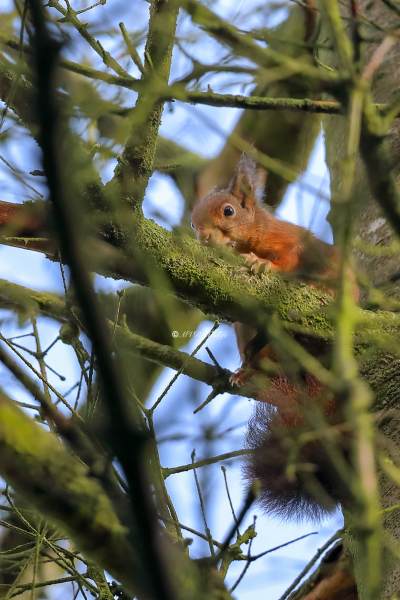 B65A5383-Rode-eekhoorn-Eurasian-Red-Squirrel-Eurasisches-Eichhornchen-Ecureuil-roux-Ardilla-roja_1