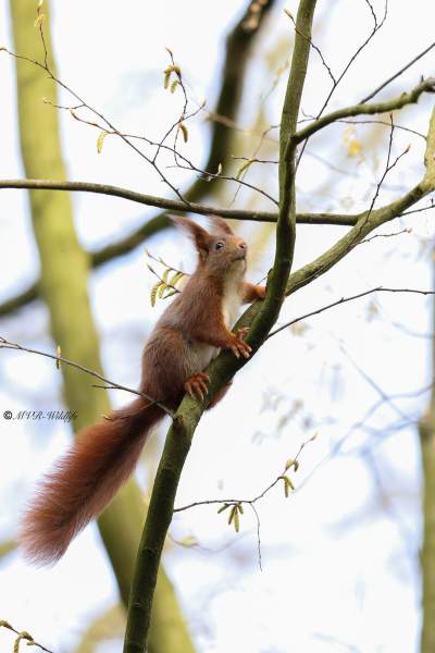 BR8A4235-Rode-eekhoorn-Eurasian-Red-Squirrel-Eurasisches-Eichhornchen-Ecureuil-roux-Ardilla-roja_1