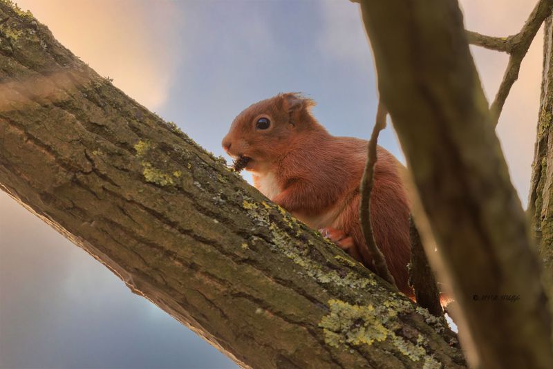 BR8A9315-Rode-eekhoorn-Eurasian-Red-Squirrel-Eurasisches-Eichhornchen-Ecureuil-roux-Ardilla-roja_1
