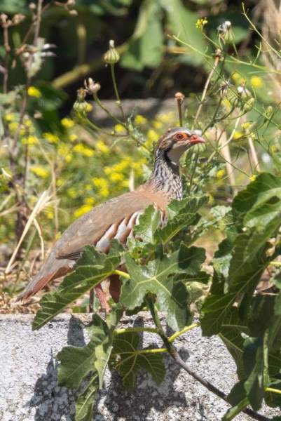0N0A8902-2-Rode-Patrijs-Alectoris-rufa-Red-legged-Partridge-Rothuhn-Perdrix-rouge-Perdiz-roja_1