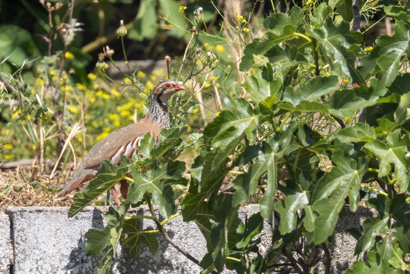 0N0A8902-Rode-Patrijs-Alectoris-rufa-Red-legged-Partridge-Rothuhn-Perdrix-rouge-Perdiz-roja