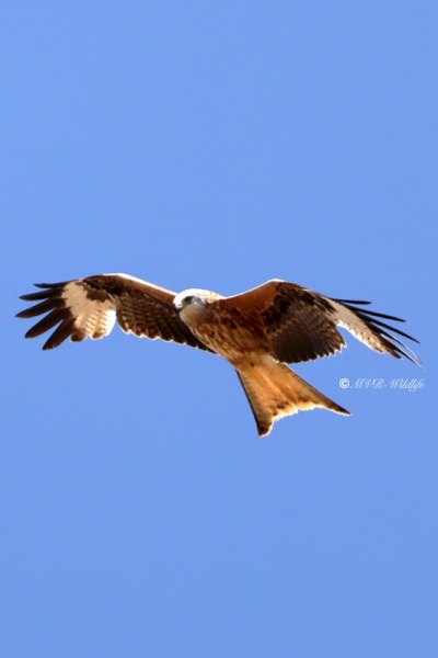 BR8A2201-Rode-Wouw-Red-Kite-Rotmilan-Milan-Royal-Milano-Real_1