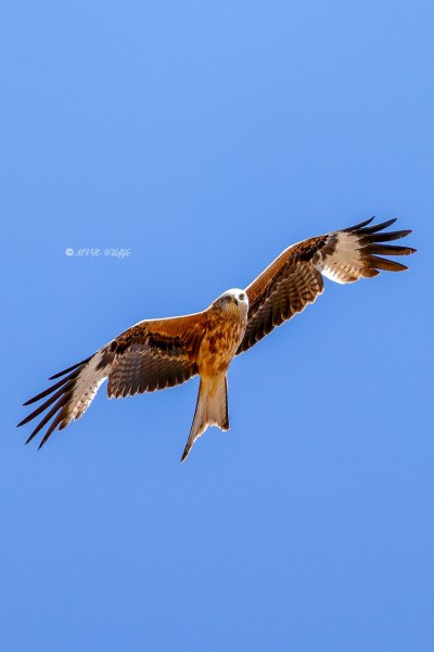 BR8A2219-Rode-Wouw-Red-Kite-Rotmilan-Milan-Royal-Milano-Real_1