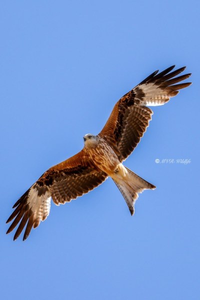 BR8A2222-Rode-Wouw-Red-Kite-Rotmilan-Milan-Royal-Milano-Real_1