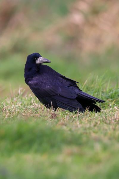 BR8A7972-Roek-Corvus-frugilegus-Rook-Saatkrahe-Corbeau-freux-Graja_1